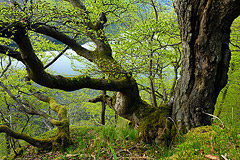 Urwaldbume an der Wooghlle