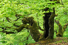 Hohle Buche am Hagenstein