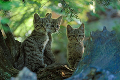 Junge Wildkatzen