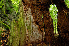 Ein „Fenster“ in der Baumruine