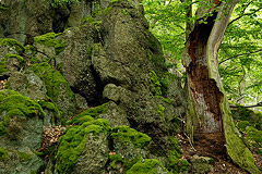 Konglomeratgestein an der Hummelwiese