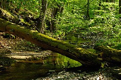 Naturnaher Buchenwald und lebendiger Bergbach