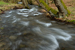 Sprudelnder Waldbach