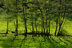 Erlen-Galerie im Kessbachtal