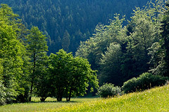 Dank der Jagdleidenschaft frherer Generationen sind die Waldwiesentler erhalten geblieben