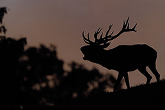 Rothirschbrunft in der Morgendmmerung