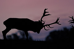 Rothirschbrunft in der Morgendmmerung