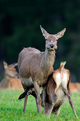 Rothirschkuh sugt Kalb