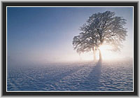 Oak at Hoarfrost