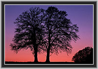 Oak at Dusk