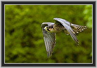 Peregrine Falcon