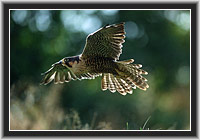 Peregrine Falcon