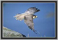 Peregrine Falcon