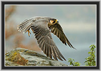 Peregrine Falcon