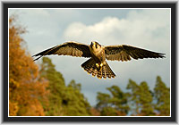 Peregrine Falcon