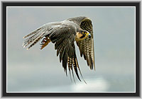 Peregrine Falcon