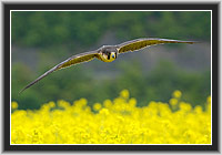 Peregrine Falcon