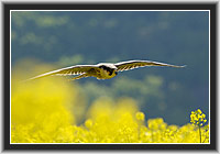 Peregrine Falcon