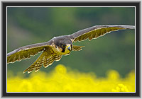 Peregrine Falcon