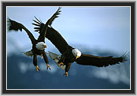 Bald Eagle