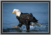 Bald Eagle