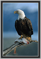 Weikopfseeadler