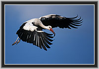 White Stork