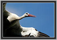 White Stork