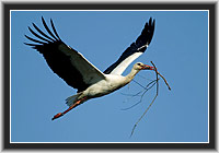 White Stork