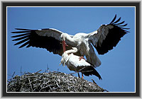 White Storks