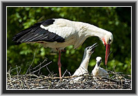 White Storks