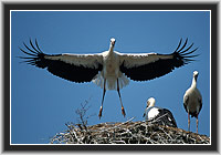 White Storks