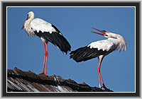 White Storks