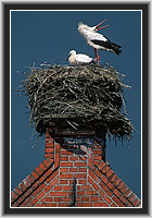 White Storks