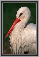 White Stork