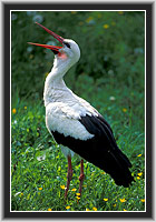 White Stork