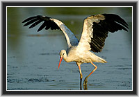 White Stork