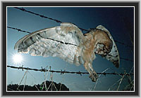 Barn Owl - Death in the barbed wire