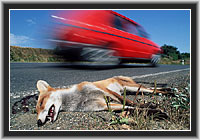 Red Fox - road casualty