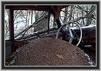 Red Ants in a car wreck