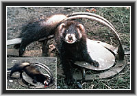 Polecat - caught, tormented, killed