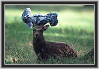 Sika Deer with garbage bag