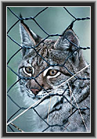 Lynx into captivity