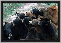 Young Black Bears in the zoo - a mother substitute