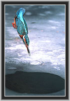 Kingfisher, "Jump into the Risk", North Hesse, Germany