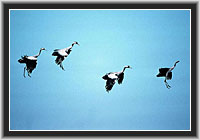 Common Cranes, landing, Lake Hornborga, Sweden