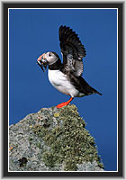 Puffin, Runde, Norway