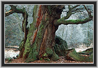 Old Oak, Reinhardswald, North Hesse, Germany