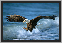 Weikopfseeadler, Homer, Alaska, USA