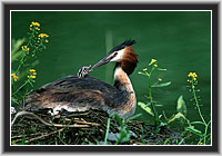 Great Crested Grebe, North Hesse, Germany